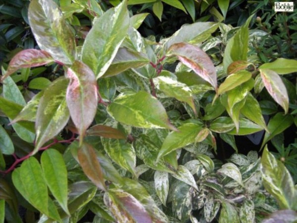 Leucothoe fontanesiana 'Rainbow' (Leucothoe walteri 'Rainbow')