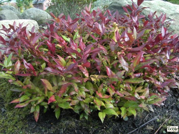 Leucothoe 'Scarletta' ® -Traubenheide-