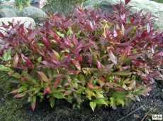 Leucothoe 'Scarletta' ® -Traubenheide-