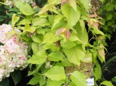 Leycesteria formosa 'Golden Lanterns'