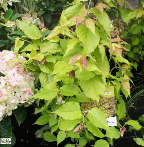 Leycesteria formosa 'Golden Lanterns'