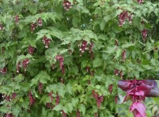 Leycesteria formosana -Leycesterie-