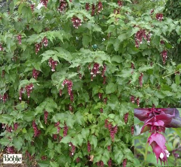 Leycesteria formosana -Leycesterie-