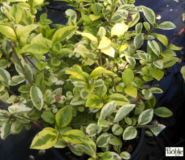 Ligustrum ovalifolium 'Aureum'  -Goldliguster-