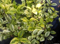 Ligustrum ovalifolium 'Aureum'  -Goldliguster-