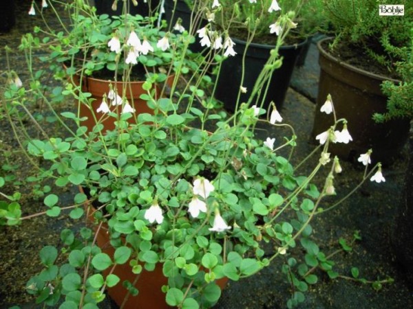 Linnaea borealis -Moosglöckchen- (Heidekrautgewächs)