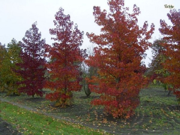 Liquidambar styraciflua -amerikanischer Amberbaum-