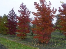 Liquidambar styraciflua -amerikanischer Amberbaum-