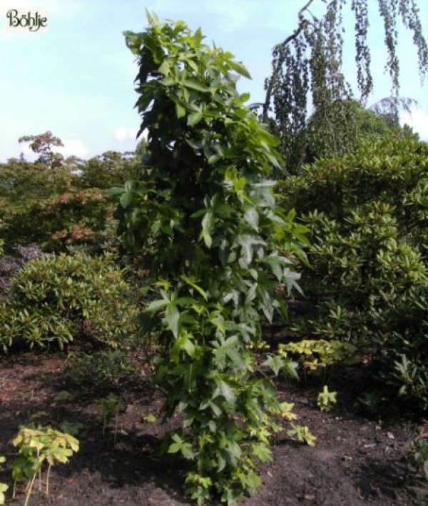 Liquidambar styraciflua 'Slender Silhouette' -amerikanischer Amberbaum-