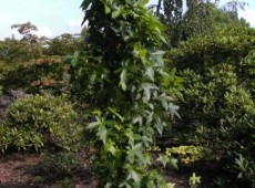 Liquidambar styraciflua 'Slender Silhouette' -amerikanischer Amberbaum-