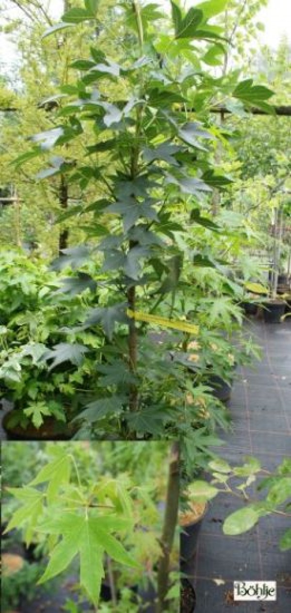 Liquidambar styraciflua 'Worplesdon' 