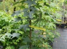 Liquidambar styraciflua 'Worplesdon' 