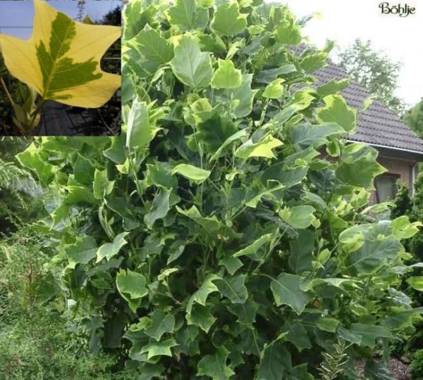 Liriodendron tulipifera 'Aureomarginatum' -buntblättriger Tulpenbaum-