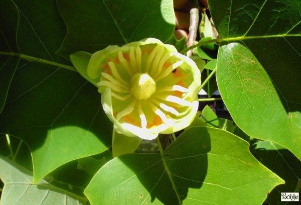 Liriodendron tulipifera -amerikanischer Tulpenbaum-