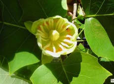 Liriodendron tulipifera -amerikanischer Tulpenbaum-