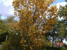 Liriodendron tulipifera 'Fastigiatum' -Säulentulpenbaum-