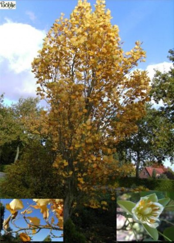 Liriodendron tulipifera 'Fastigiatum' -Säulentulpenbaum-