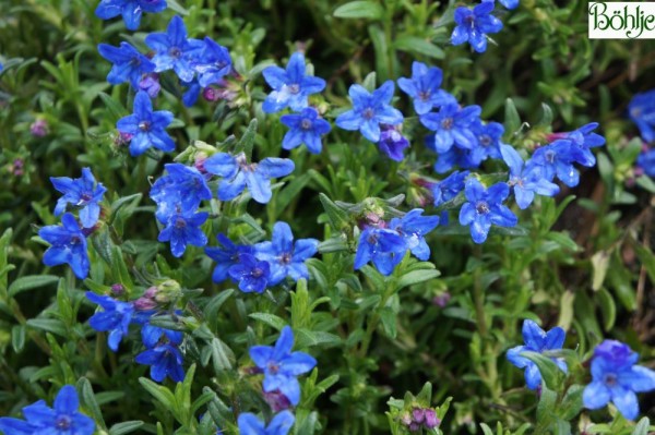 Lithodora diffusa 'Heavenly Blue' -blaue Steinsame- 