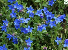 Lithodora diffusa 'Heavenly Blue' -blaue Steinsame- 