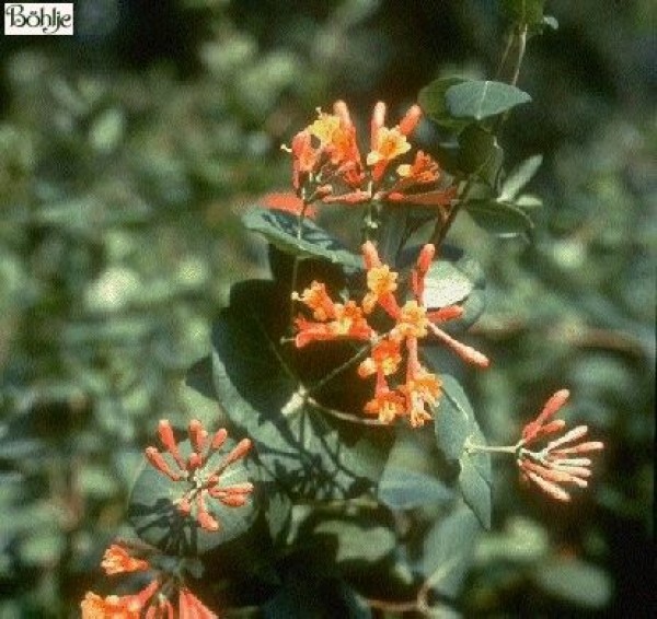 Lonicera brownii 'Dropmore Scarlet' -Geißblatt-