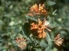 Lonicera brownii 'Dropmore Scarlet' -Geißblatt-