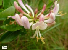 Lonicera caprifolium -echtes Geißblatt-