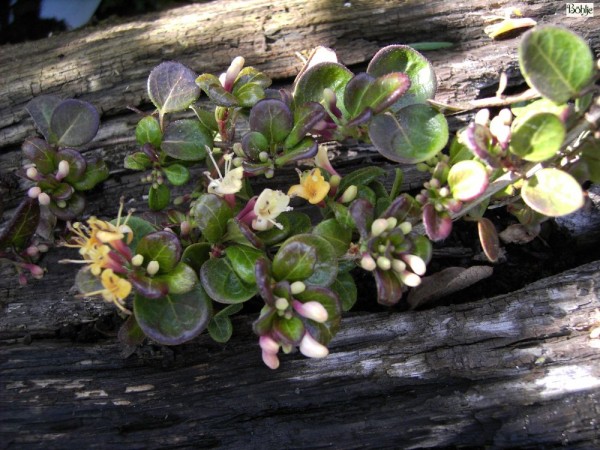 Lonicera crassifolia 