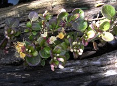 Lonicera crassifolia 