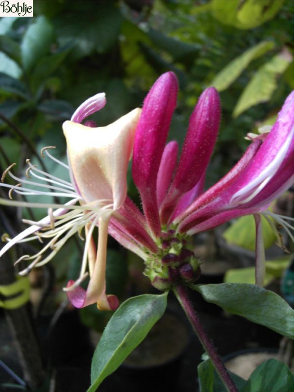 Lonicera heckrottii -Geißblatt-