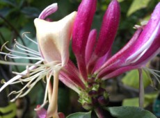 Lonicera heckrottii -Geißblatt-