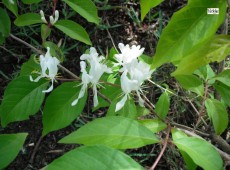 Lonicera maackii -Schirmheckenkirsche-