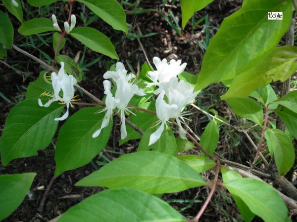 Lonicera maackii -Schirmheckenkirsche-