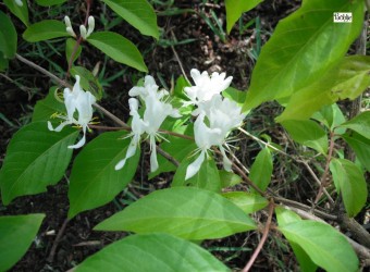 Lonicera maackii -Schirmheckenkirsche-