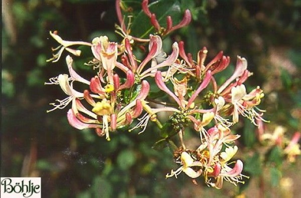 Lonicera periclymenum -Geißblatt-