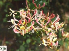 Lonicera periclymenum -Geißblatt-