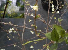 Lonicera x purpusii -Winterduftheckenkirsche-