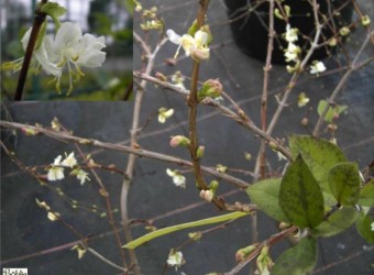 Lonicera x purpusii -Winterduftheckenkirsche-