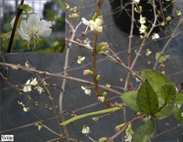 Lonicera x purpusii -Winterduftheckenkirsche-