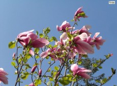Magnolia 'Galaxy' -Tulpenmagnolie-
