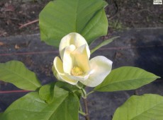 Magnolia 'Yellow Bird' 