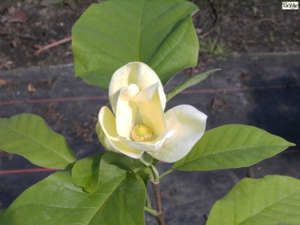 Magnolia 'Yellow Bird' 