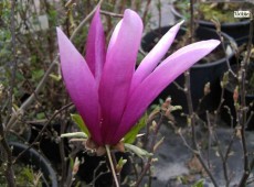 Magnolia liliiflora 'Betty' -Magnolie-