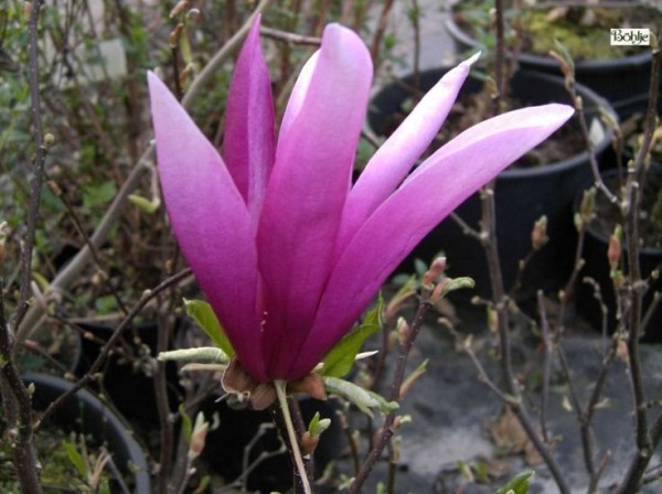 Magnolia liliiflora 'Betty' -Magnolie-