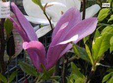 Magnolia liliiflora 'Nigra'  