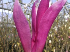 Magnolia liliiflora 'Susan'  -Magnolie-