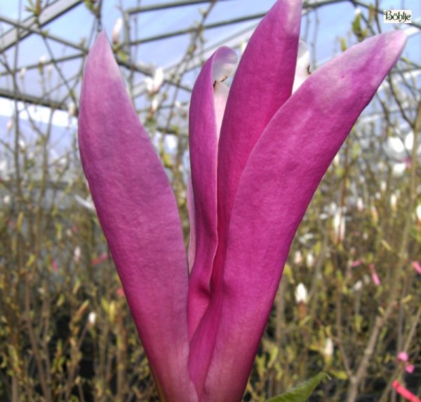 Magnolia liliiflora 'Susan'  -Magnolie-