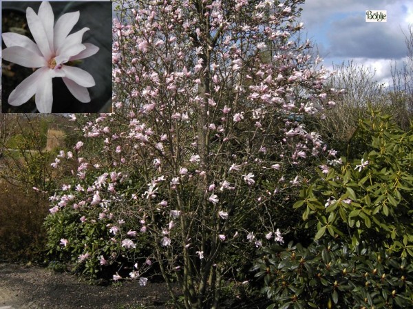 Magnolia x loebneri 'Leonard Messel'