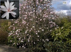 Magnolia x loebneri 'Leonard Messel'