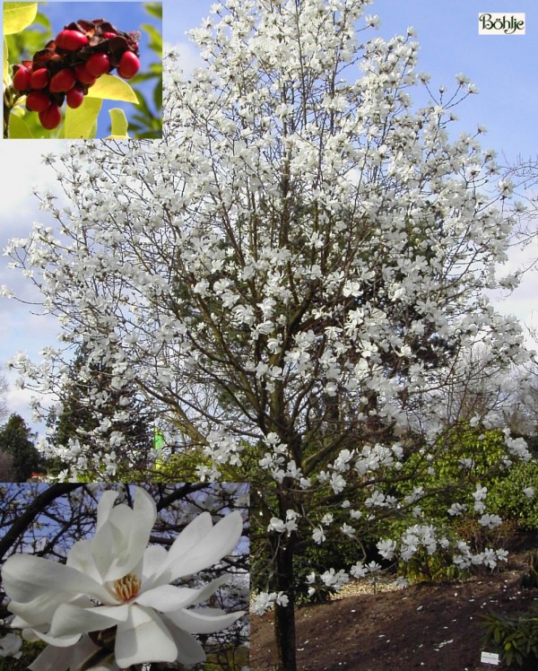 Magnolia x loebneri 'Merrill' -Magnolie-