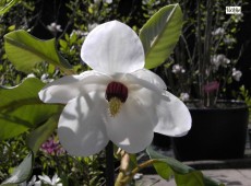 Magnolia sieboldii -Sommermagnolie-